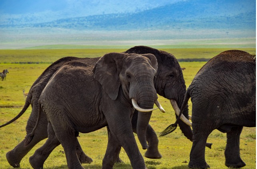 Tanzania Safari Packages: Professional Blueprint for Wildlife Discovery